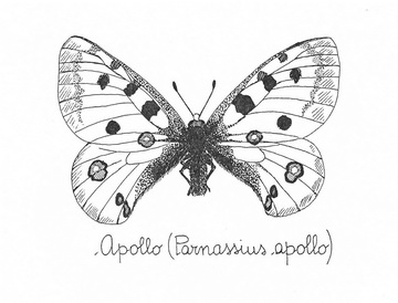 Apollo (Parnassius, apollo)