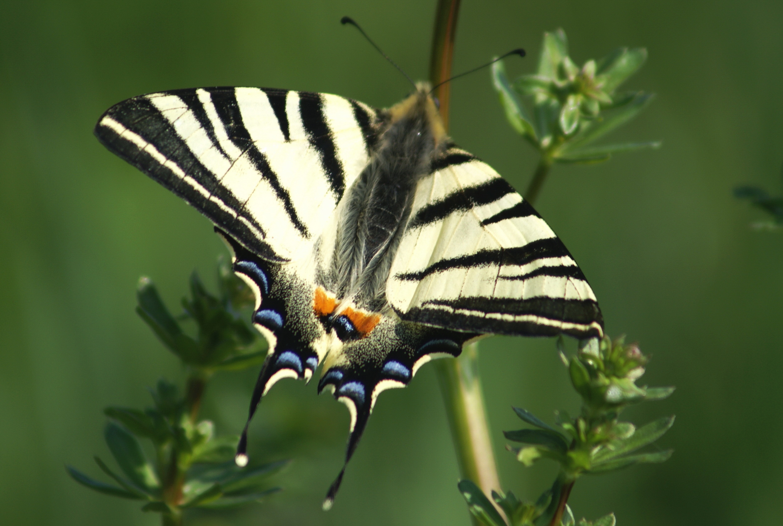 locandina farfalla