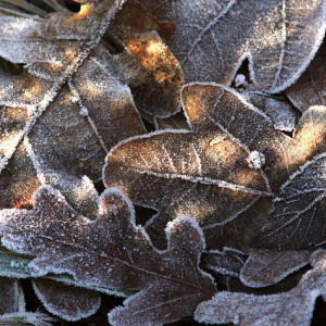 texture foglie ANS – Associazione Naturalistica Sandonatese