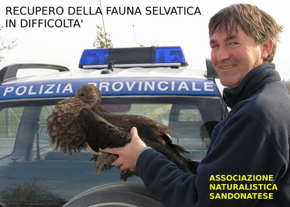 RECUPERO FAUNA SELVATICA small – Associazione Naturalistica Sandonatese