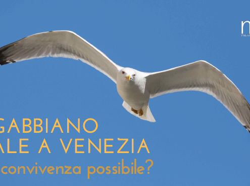 il gabbiano reale a venezia museo venezia – Associazione Naturalistica Sandonatese