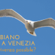 il gabbiano reale a venezia museo venezia – Associazione Naturalistica Sandonatese