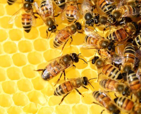 corso-apicoltura_GEN_2022
