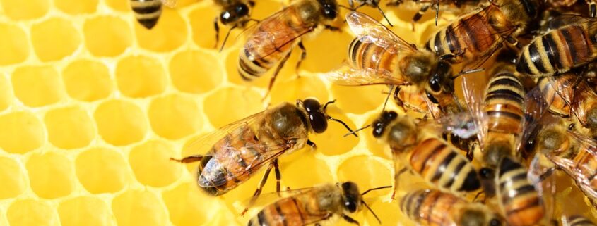 corso-apicoltura_GEN_2022
